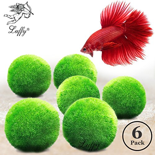 Best Toys & Decorations to Keep Your Betta Happy, Healthy, & Entertained