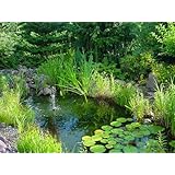 25 Unterwasserpflanzen = 4 schöne kräftige Bunde Teich-Sortiment