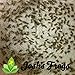 Josh's Frogs Pinhead Banded Crickets (1000 Count)