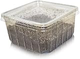 livefoods4u Live Springtails for Terrariums 1 Tub Bioactive Clean Up Crew view 3