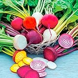 David's Garden Seeds Beet Rainbow Mix D119BE (Multi) 200 Heirloom Seeds
