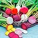 David's Garden Seeds Beet Rainbow Mix D119BE (Multi) 200 Heirloom Seeds