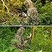 Amoper Ghillie Suit 3D Leafy Hunting Suits, Outdoor Hooded Camouflage Clothing for Man, Gilly Camo Suit with Jacket & Pants