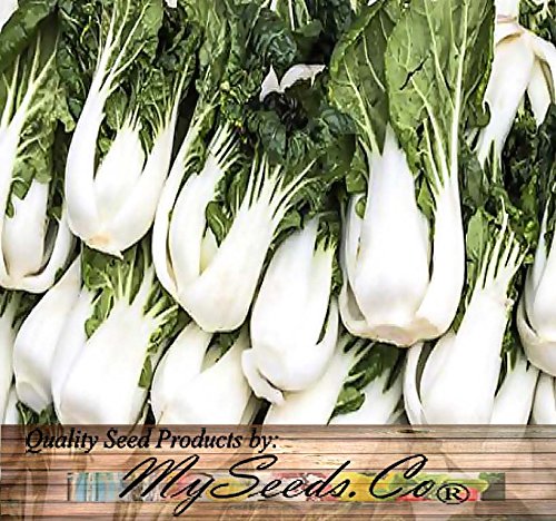 BIG PACK - (5,000) Chinese PAK CHOI Pak Choy Cabbage seeds - Mildly pungent and hardy in cool weather - Non-GMO Seeds by MySeeds.Co (BIG PACK - Pak Choy) - Thumbnail 4