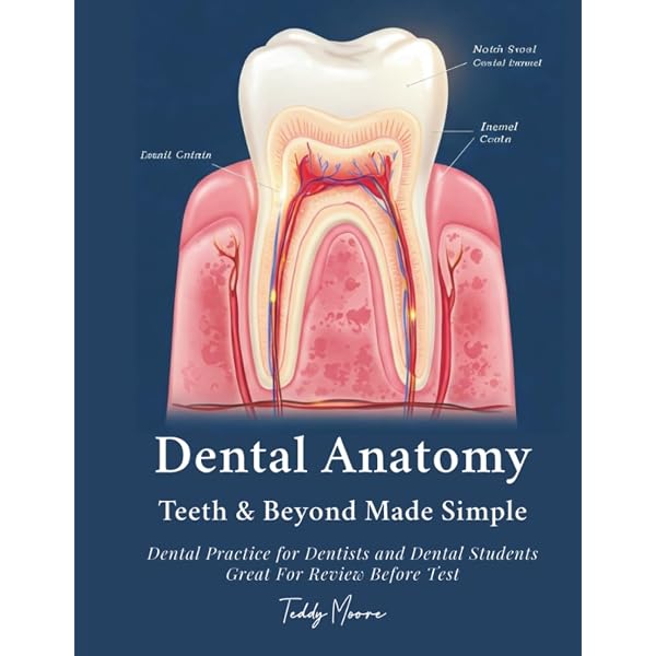 Essential Dental Anatomy & Morphology: A Clear and Concise Study