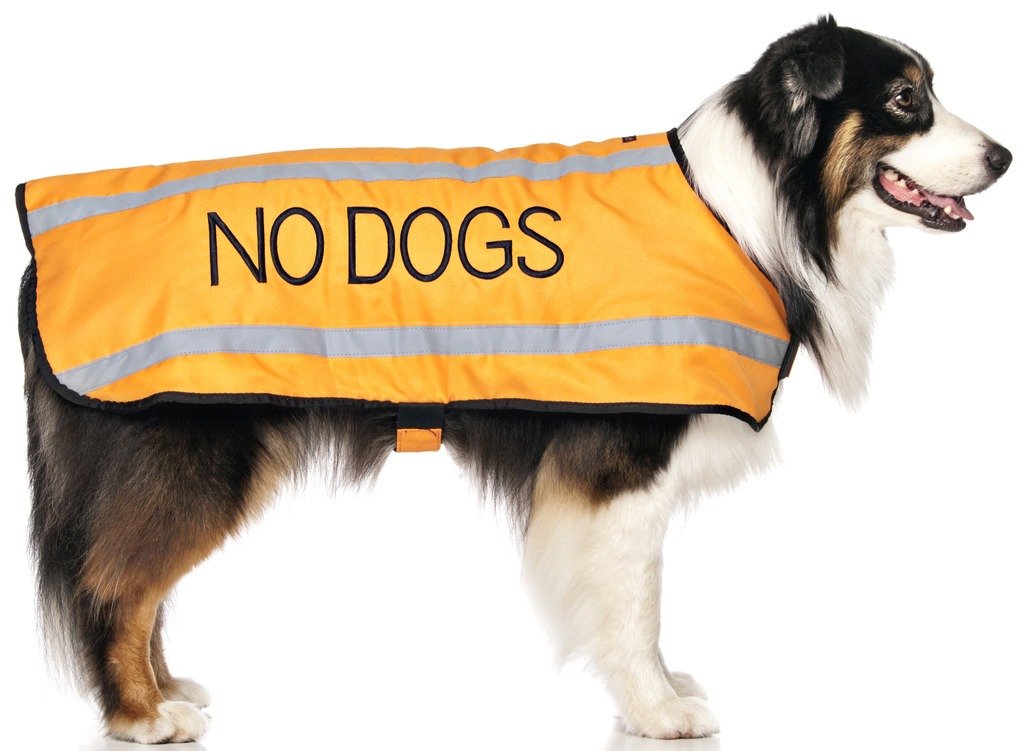 Dexil NO DOGS (Not good with other dogs) Orange Colour Coded S M L Reflective Waterproof Fleece Lined Warm Dog Coats PREVENTS Accidents By Warning Others Of Your Dog In Advance (L-XL)