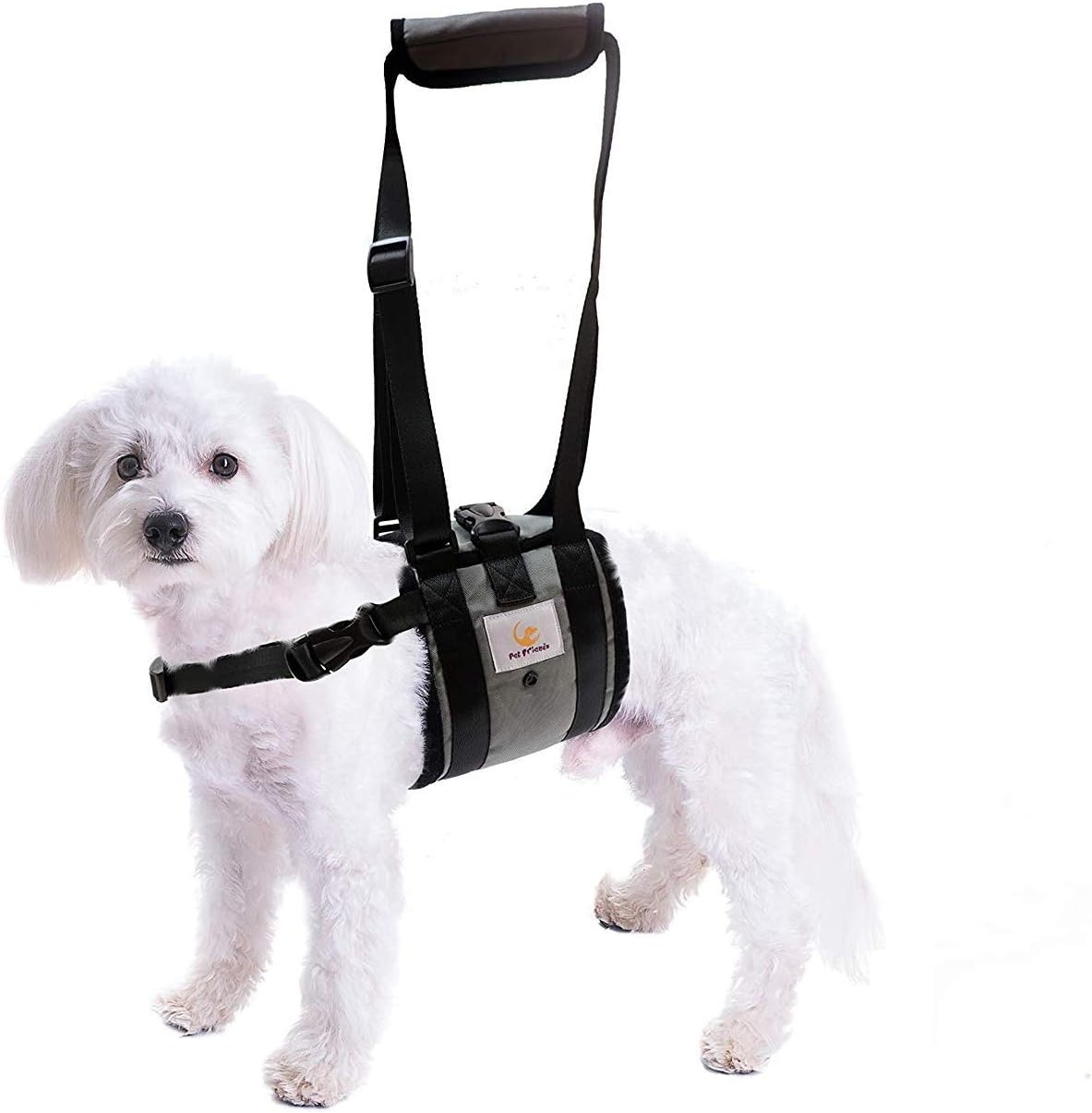 golden retriever puppies akc