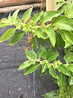 Ashwagandha in english meaning sindhi