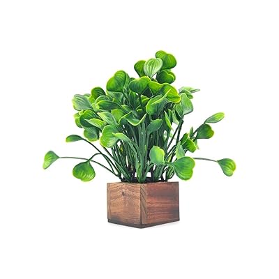 drachenbaum pflegen Drachenbaum 'Lemon Lime' | kaufen