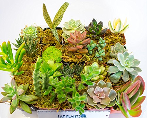 Live 2-Inch Succulent Plants Variety Pack - Set of Tiny and Vibrant Mini Succulents - Perfect for Home Decor, Terrariums, and Gifts - Easy-to-Care-for Living Houseplants