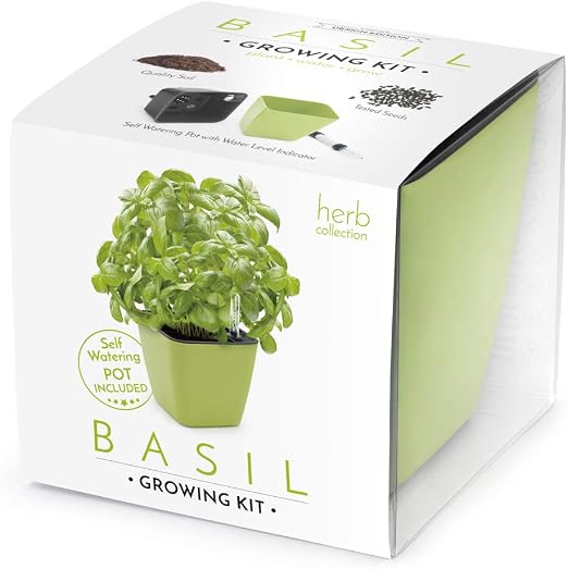 Domestico Kit de ALBAHACA para cultivar, Basil Growing Kit, All-In ...