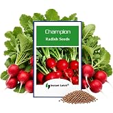 100 Champion Radish Seeds for Planting Non GMO Heirloom Radish Seed