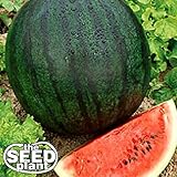 Sugar Baby Watermelon Seeds - 50 Seeds NON-GMO