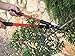 TABOR TOOLS GL18A Small Bypass Lopper, Short Bypass Tree Trimmer, Chops Branches with Ease, Branch Cutter with 1.25 Inch Clean Cut Capacity.