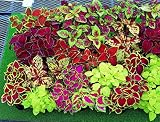 Seeds Rare Coleus Flowers Perennial Handing Garden Organic Beautiful Ukraine
