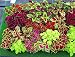 Seeds Rare Coleus Flowers Perennial Handing Garden Organic Beautiful Ukraine