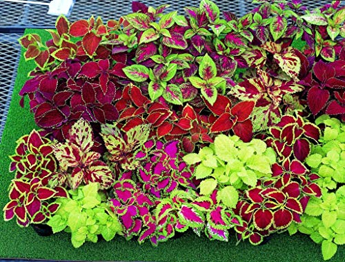 Seeds Rare Coleus Flowers Perennial Handing Garden Organic Beautiful Ukraine