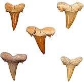 Authentic Shark Teeth Fossils with Collection Box &amp; Magnifier, 5 Pack