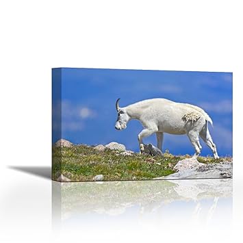 Buy Karmakara Co Mount Evans Mountain Goat Walking On Ridge Canvas Astronomy Space Art Wall Painting For Office Hotels Drawing Room Ready To Hang Print 18 X 12 Inch Online At