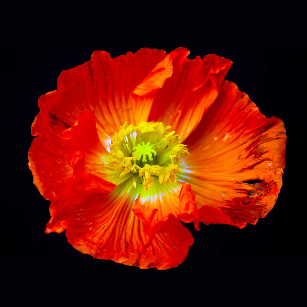 International Graphics - Finished Picture - Matthias, Weber - ''Papaver''- 30 x 30 cm - Direct printing on acrylic glass