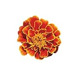 Burpee Queen Sofia Marigold Seeds 100 seeds