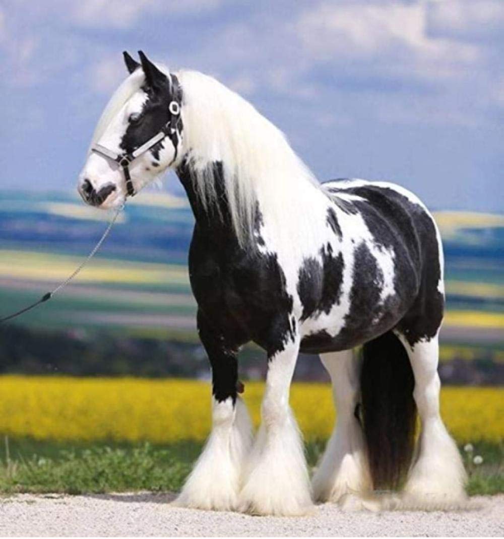 DIY 5D Diamond Painting by Number Kit- Gypsy Horse Beautiful Black and White Horse -Crystal Rhinestone Embroidery Painting 5D Diamond Painting Kit 50X60cm