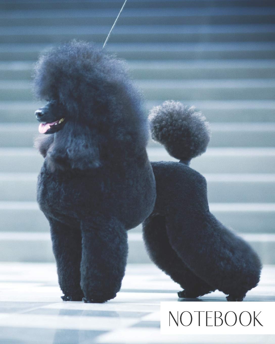 black fluffy poodle