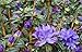 Blue Baron Rhododendron - Very Hardy - Spectacular - 4