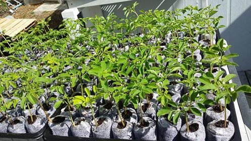 Coco Coir Grow Pellets/Grow Media 42 mm (1.65 in) - Value Pack Sizes (1,000) - NOT Jiffy-7 - Coco Coir not Coco Peat