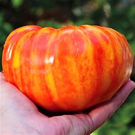 FastDirect Semillas de Tomate Rojo 100 PCS Semillas de Verduras ...