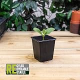 Bosmere Replacement Vegetable Pots 9cm Square Black Pack of 18 Seedling Trays view 2