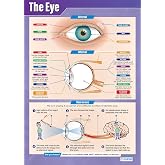 Daydream Education The Eye Science Classroom Poster | Extra Large 33" x 23.5", Gloss Paper, STEM Middle &amp; High School, Wall Charts, Class Decoration