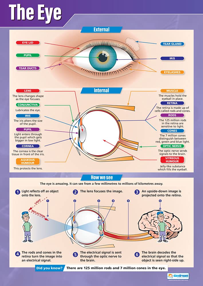 Daydream Education The Eye | Science Posters | Gloss Paper measuring 850mm x 594mm (A1) | Science Charts for the Classroom | Education Charts