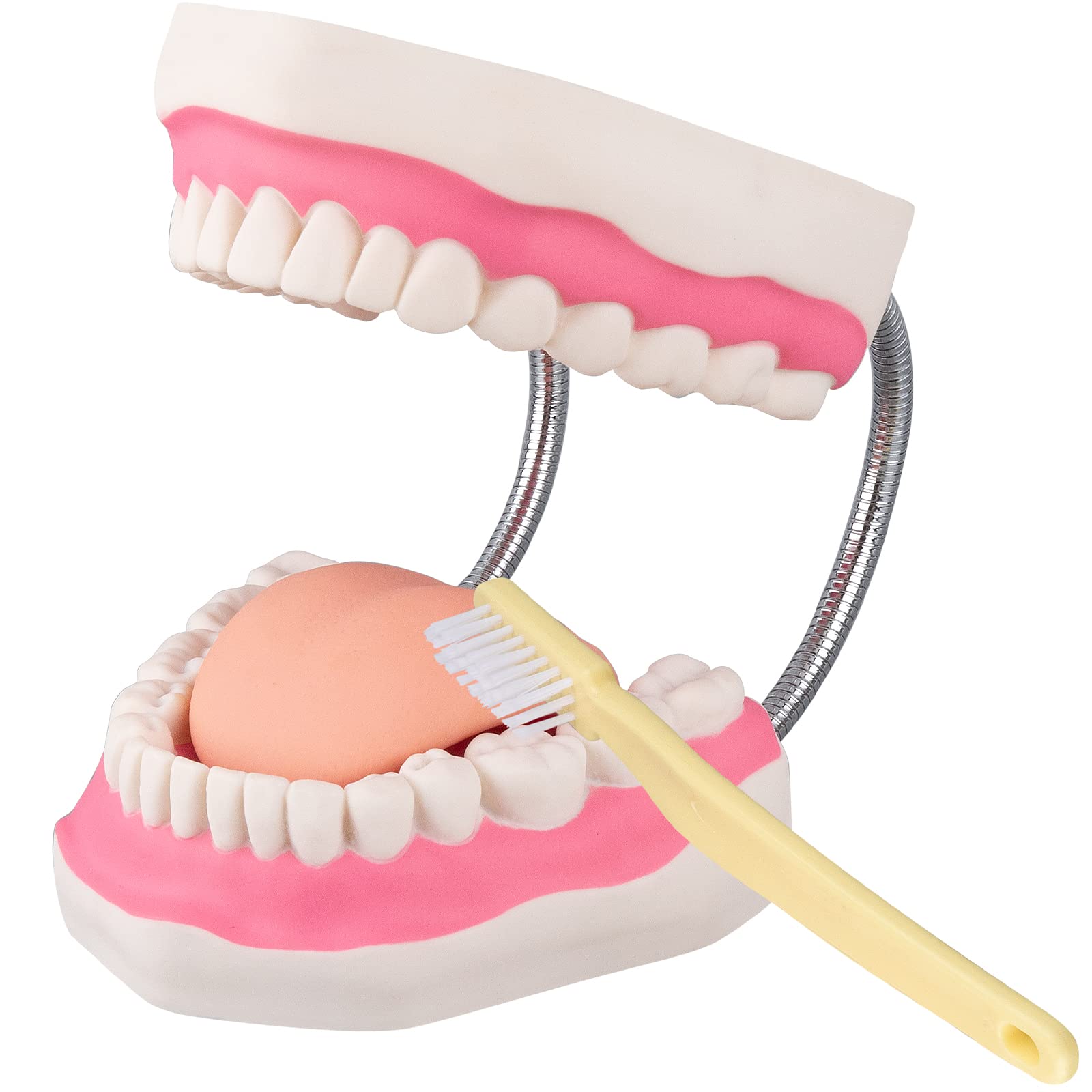 faruijie Dental Mouth Tooth Model - 6X Tooth Brushing Model Dental Practice Teeth Model Dental Education Spare Mouth Model for Dental Hospital or Kindergarten School with a Free Toothbrush