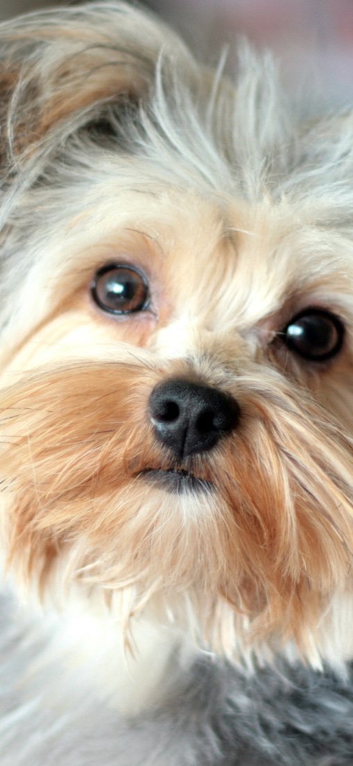 PeelitStickit Dog, Animal Wall Murals ID-132, vinyl