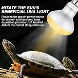 Lotvic 2 Pack 100W Reptile Heat Lamp E27 UVA Daylight Bearded Dragon Lamp view 5