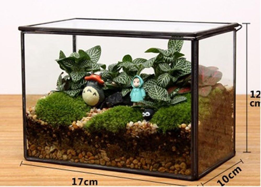 Noah Decoration Square Succulent/Air Plants Glass Terrarium for Home and Wedding Indoor and Outdoor Decoration