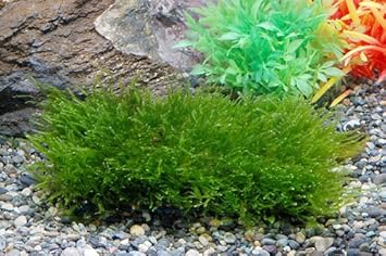 Amazon ウィローモスマット 1枚 ピーデー熱帯魚センター 人工水草 通販