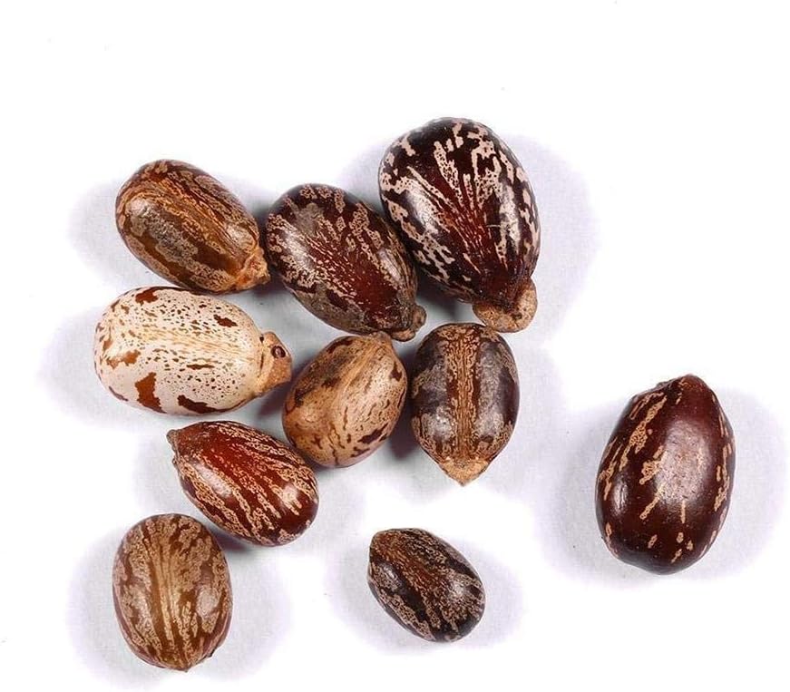 CIERA HESTER Plant World Seeds - Ricinus Communis 'Red Giant' Seeds