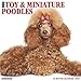 Just Toy & Miniature Poodles 2019 Wall Calendar (Dog Breed Calendar)