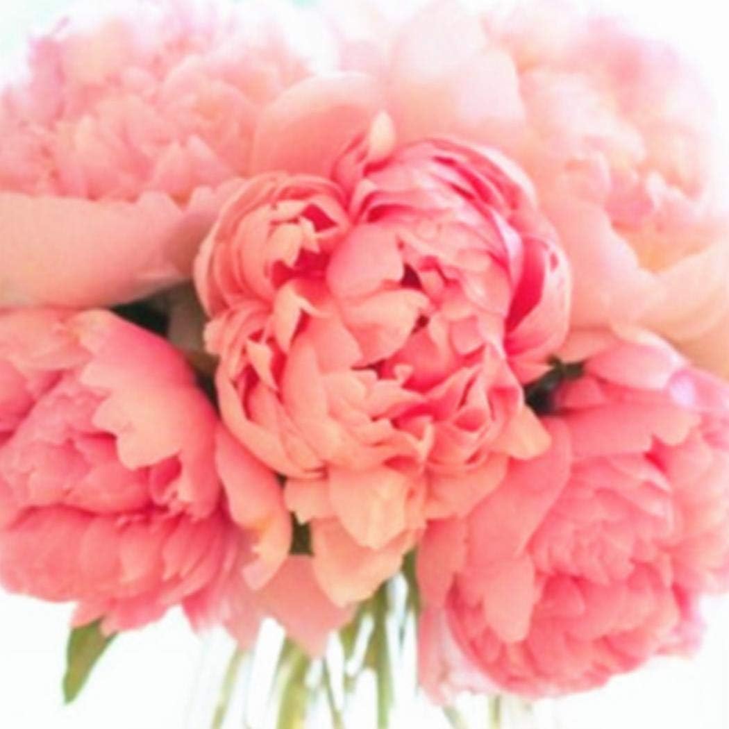 Ultrey Seed - 20 Perennial Peony Seed Garden Flower Bonsai Seeds Flowers
