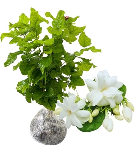 jasmine Amazon.com : 2 Cape Jasmine Plants Live, Frost Proof
