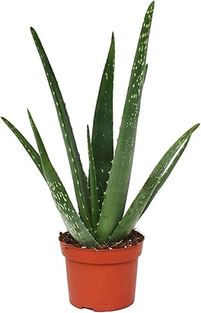 Aloe Vera - Live Potted House Plant 