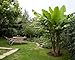 Ohio Grown Winter Hardy Basjoo Banana Plant - Musa - 4" Pot primary