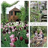 Plant & Bloom Tulip Flower Bulbs from Holland, 30 Bulbs - Cottage Garden Tulip Garden Bags - Easy to Grow - for Fall Planting - Red, Pink and White Blooms - Top Dutch Quality