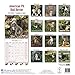 American Pit Bull Terrier Calendar - Dog Breed Calendars - 2017 - 2018 wall Calendars - 16 Month by Avonside