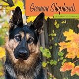 German Shepherds 2016 Wall Calendar