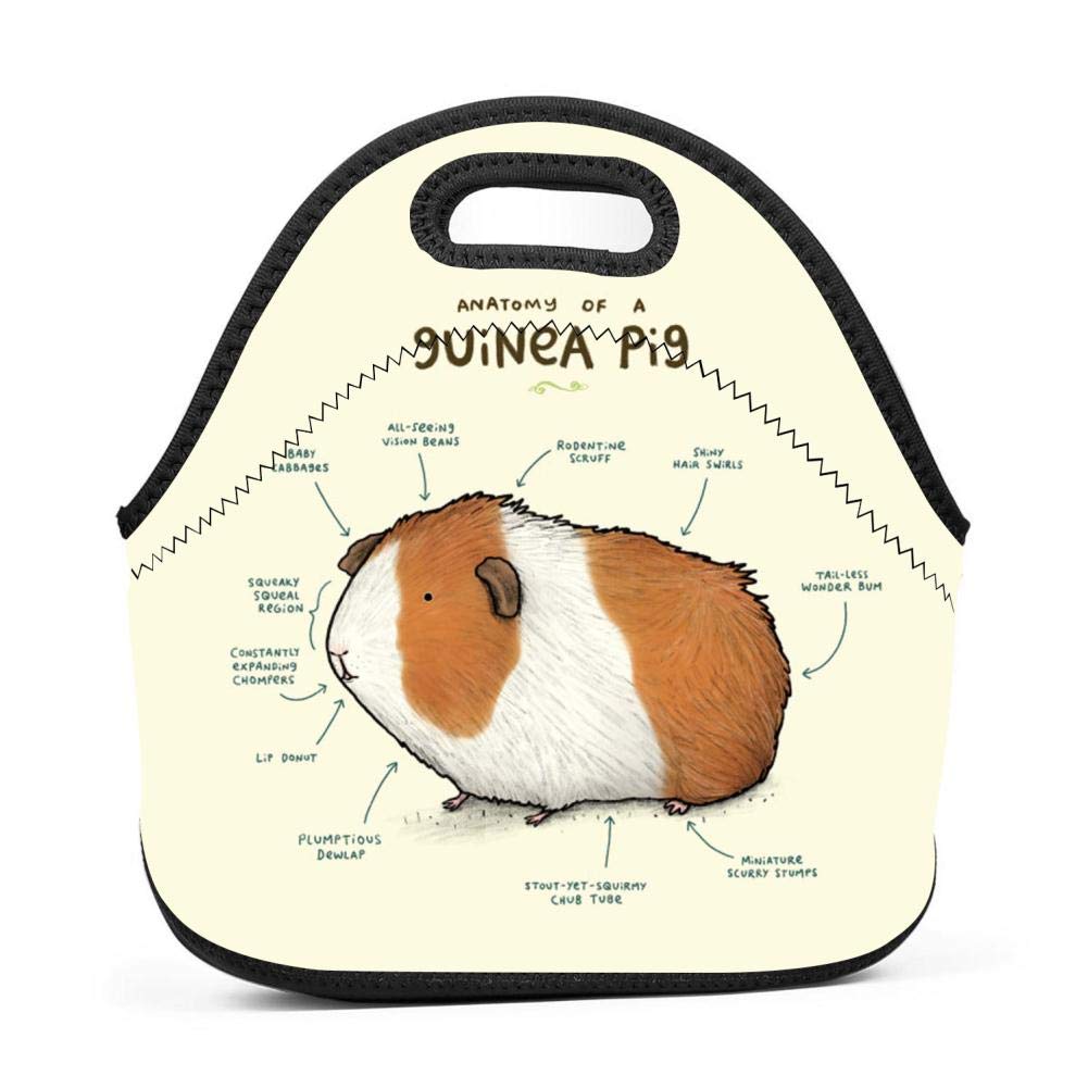 Anatomy Of A Hamster - Anatomy Drawing Diagram
