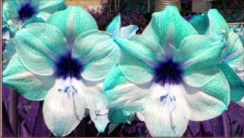 Ture Amaryllis Bulbs Hippeastrum Flowers Hippeastrum Bulbs Bonsai Rare Flower Bulbs Home Garden Plant -2pcs/Bag