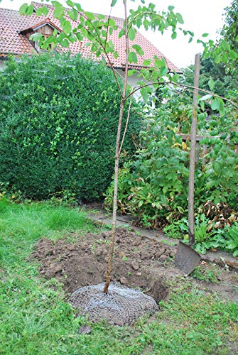 Wuehlmauskorb für Bäume, verzinkt – Bild 6